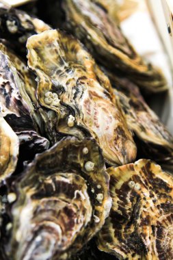 buz ve limon ile taş plaka üzerinde istiridye