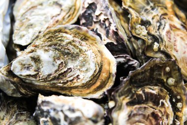 buz ve limon ile taş plaka üzerinde istiridye