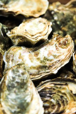 buz ve limon ile taş plaka üzerinde istiridye