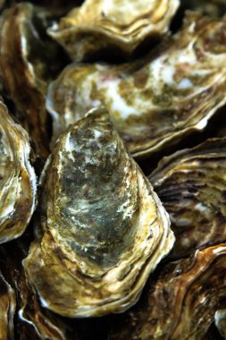 buz ve limon ile taş plaka üzerinde istiridye