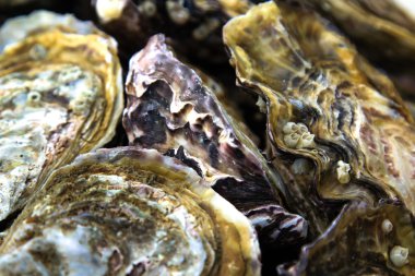 buz ve limon ile taş plaka üzerinde istiridye