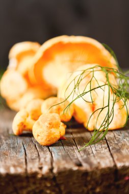 Altın cibarius bilinen cantharellus cibarius