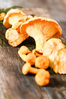 Altın cibarius bilinen cantharellus cibarius
