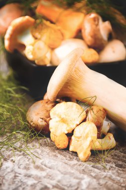 Altın cibarius bilinen cantharellus cibarius