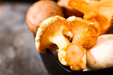 Altın cibarius bilinen cantharellus cibarius