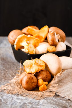 Altın cibarius bilinen cantharellus cibarius