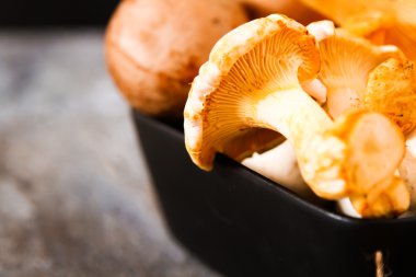 Altın cibarius bilinen cantharellus cibarius