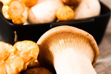 Altın cibarius bilinen cantharellus cibarius