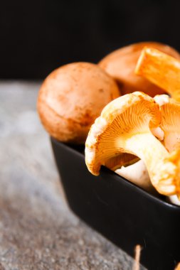 Altın cibarius bilinen cantharellus cibarius