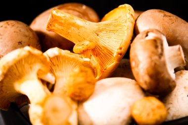 Altın cibarius bilinen cantharellus cibarius