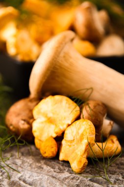 Altın cibarius bilinen cantharellus cibarius