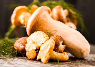 Altın cibarius bilinen cantharellus cibarius