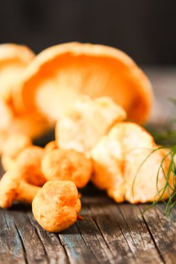 Altın cibarius bilinen cantharellus cibarius