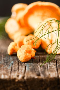 Altın cibarius bilinen cantharellus cibarius