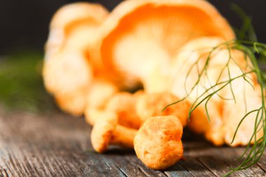 Altın cibarius bilinen cantharellus cibarius