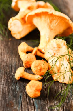 Altın cibarius bilinen cantharellus cibarius