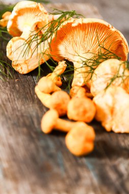 Altın cibarius bilinen cantharellus cibarius