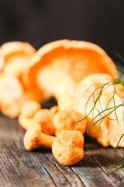 Altın cibarius bilinen cantharellus cibarius