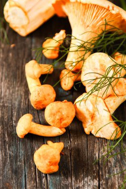 Altın cibarius bilinen cantharellus cibarius