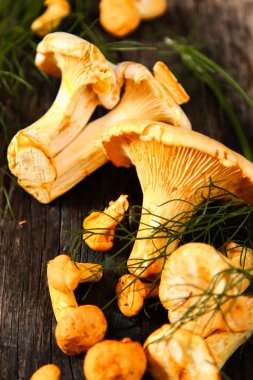 Altın cibarius bilinen cantharellus cibarius