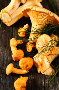 Altın cibarius bilinen cantharellus cibarius