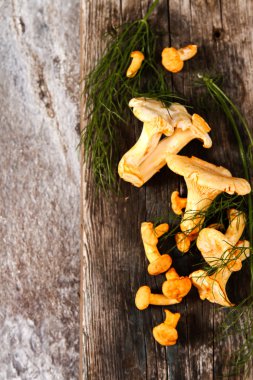 Altın cibarius bilinen cantharellus cibarius