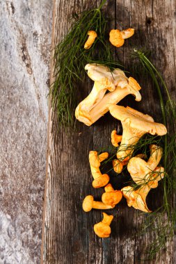 Altın cibarius bilinen cantharellus cibarius