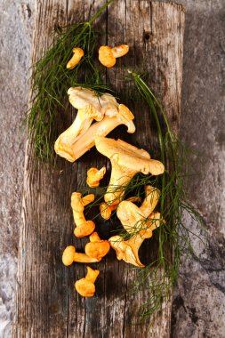 Altın cibarius bilinen cantharellus cibarius