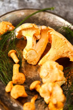 Altın cibarius bilinen cantharellus cibarius