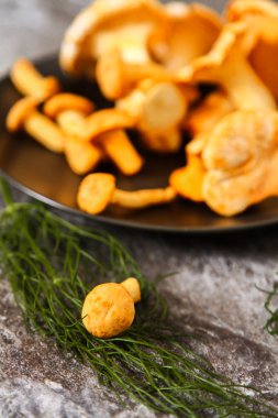 Altın cibarius bilinen cantharellus cibarius