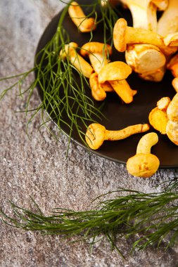 Altın cibarius bilinen cantharellus cibarius