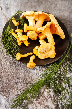 Altın cibarius bilinen cantharellus cibarius