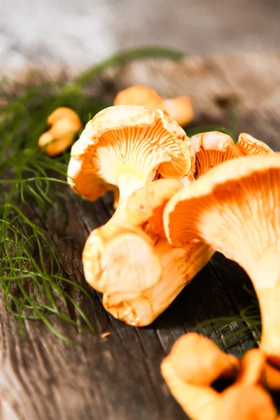 Cantharellus cibarius, vulgarmente conhecido como o cantarelo, dourado — Fotografia de Stock