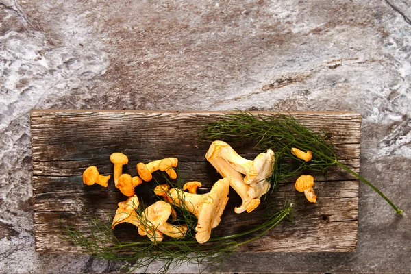 Cantharellus cibarius, comunemente noto come il cantarello, d'oro — Foto Stock