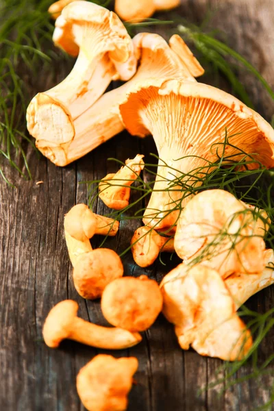 Altın cibarius bilinen cantharellus cibarius