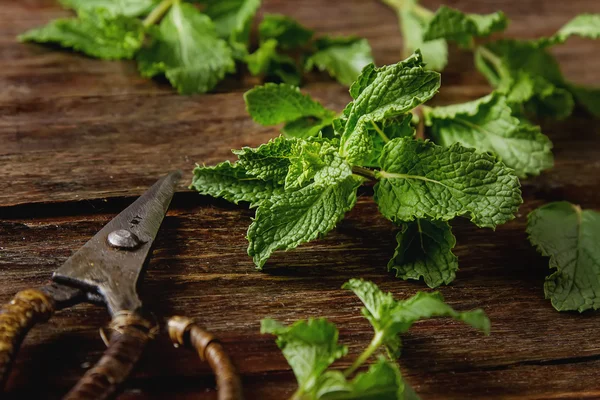 Setangkai mint dengan gunting kebun antik. Latar belakang kayu — Stok Foto