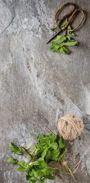 Manada de menta en el jardín frasco verde sobre un fondo de piedra gris —  Fotos de Stock