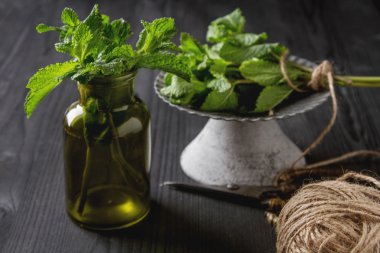 Koyu ahşap arka plan üzerinde yeşil bir bahçe tencerede nane fışkın 