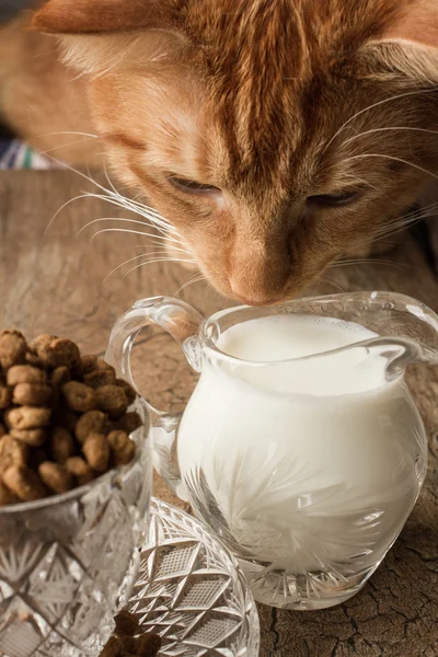 Food cat — Stock Photo, Image