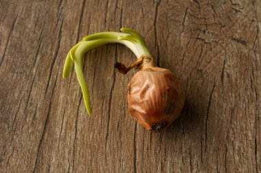 Gri zemin üzerine yeşil soğan