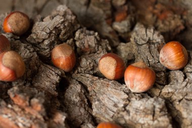 Gri arka plan kabuk kahverengi olgun fındık