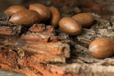 Gri arka plan kabuk kahverengi olgun fındık