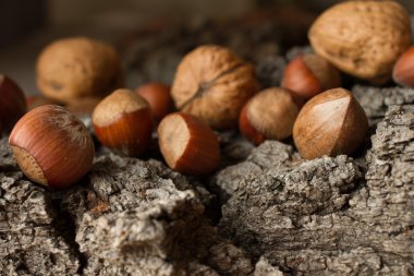 Gri arka plan kabuk kahverengi olgun fındık