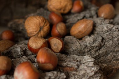 Gri arka plan kabuk kahverengi olgun fındık