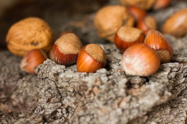 Gri arka plan kabuk kahverengi olgun fındık