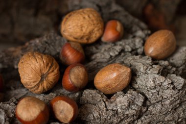 Gri arka plan kabuk kahverengi olgun fındık