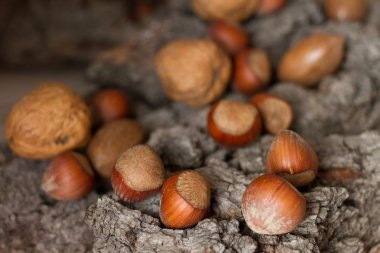 Gri arka plan kabuk kahverengi olgun fındık