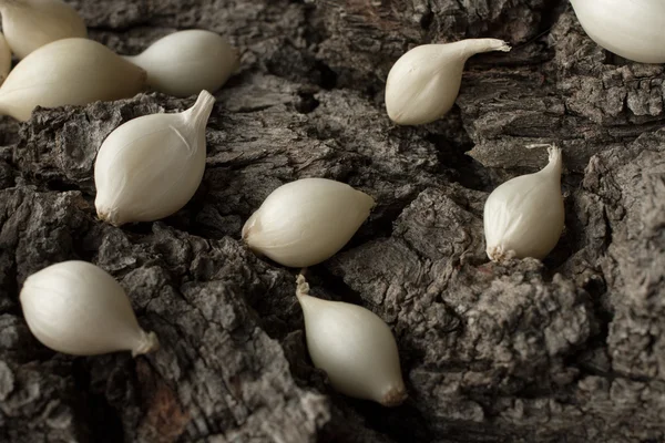 Белый лук на коре серого дерева — стоковое фото