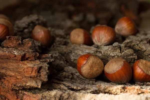 Brown mature nuts on a gray background bark — Stock Photo, Image