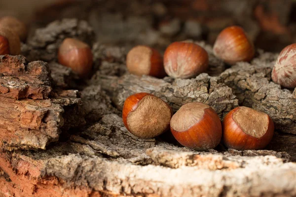 Nueces maduras marrones sobre una corteza de fondo gris — Foto de Stock